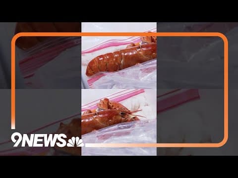 Orange Lobster Saved at Red Lobster Restaurant