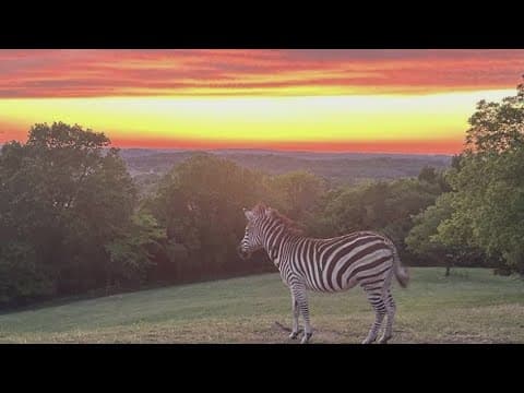Missing zebra on the loose in Middle Tennessee has now been found after six days on the run