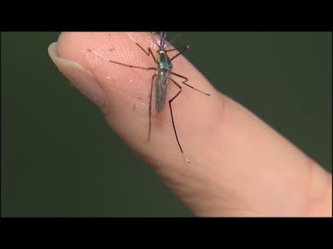 Second human case of West Nile Virus in Denton County results in death