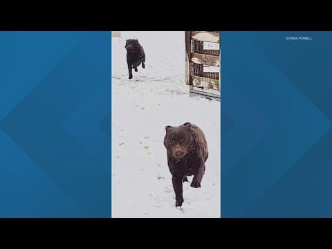 Dog owner speaks out after pets were fatally shot in Boone County