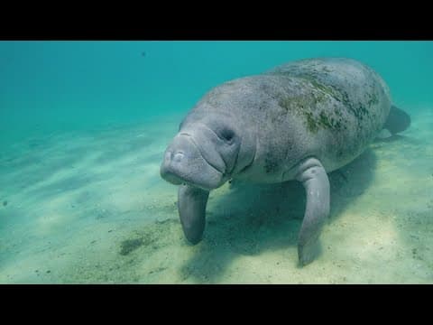 Rare manatee sighting halts $64M Texas ferry project