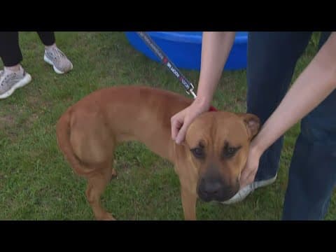 How to keep pets safe in the heat