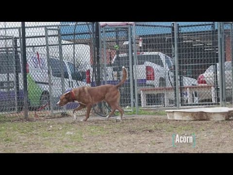 Tailwaggers: Meet Acorn