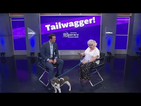 Tailwaggers: Meet Lilac