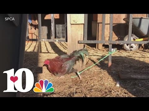 Bill that would make most animal fighting cases a felony in TN fails in House subcommittee