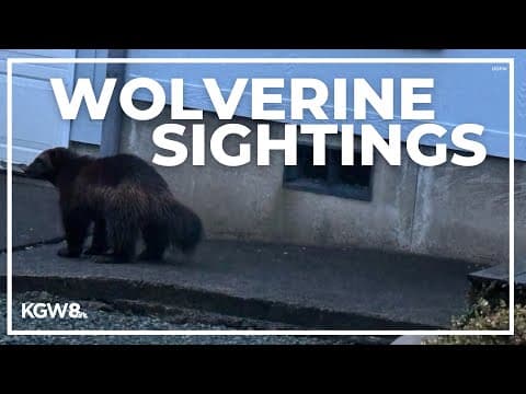 Wolverine sightings reported along Oregon coast