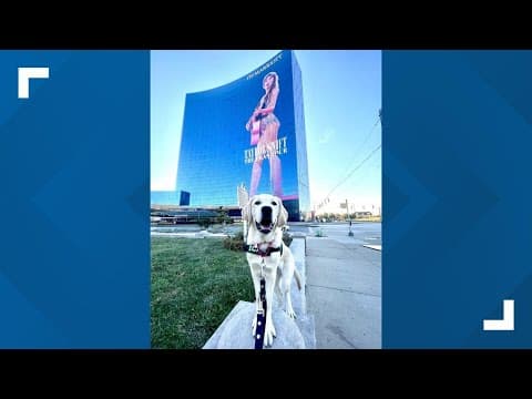 Indy animal nonprofit hosting auction for Taylor Swift's Eras Tour tickets in quarterback suite