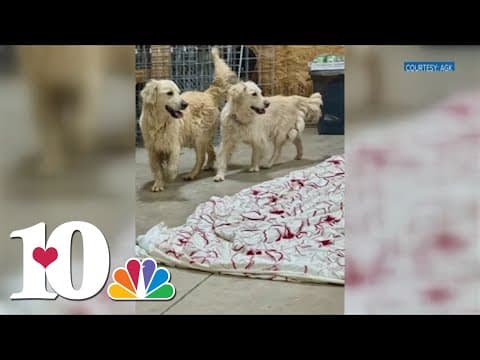 Knoxville nonprofit rescues 10 dogs from large 'hoarding' situation in Alabama