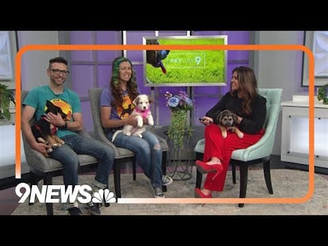 Looking for a pet? 3 sweet puppies need a forever home