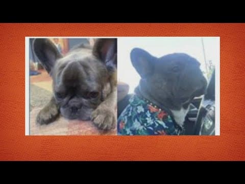 French Bulldog stolen at gunpoint in SE DC, family desperate to get him back