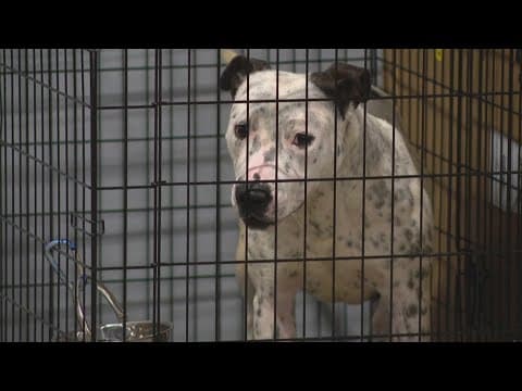 Indianapolis Animal Care Services hosts summer adoption event