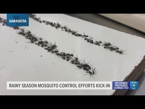 With summer rains approaching, officials across Tampa Bay are amping up mosquito control. Here's how