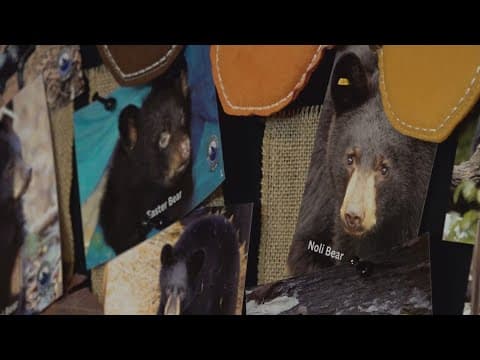 Gatlinburg sees major drop in human-bear encounters in 2025