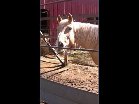 Kitsap County looks at code adjustments for equine facilities