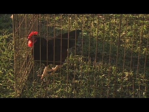 The Madisonville Rooster, Reveille