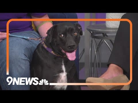 Petline9: After 145 days at a shelter, Poppy is beyond ready to find her family