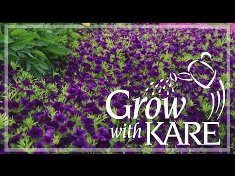 Grow with KARE: Top 10 Annuals, from U of M Research