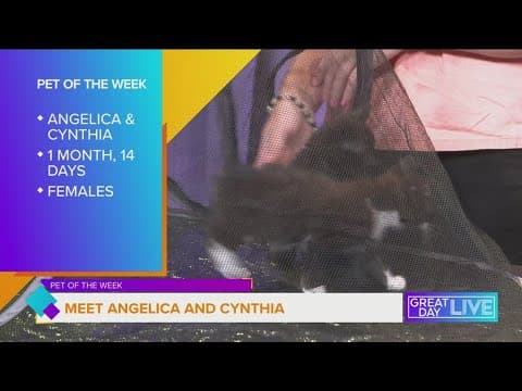 Pet of the Week: Let's find Angelica and Cynthia a home