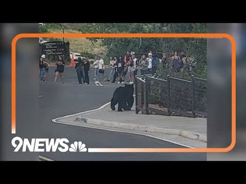 Black bear spotted at Red Rocks
