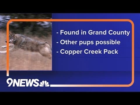Reintroduced Colorado wolves have reproduced for the first time