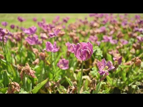 How to get your plant and pest problems diagnosed I What's the Deal?