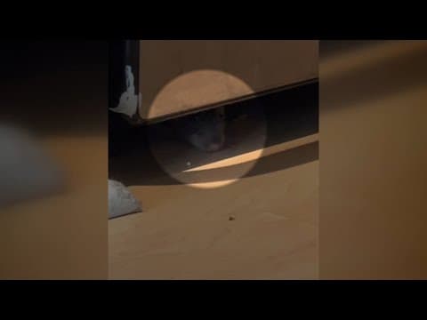 DC Health says rats at Dupont Circle apartments were already an issue and it wasn't handled properly