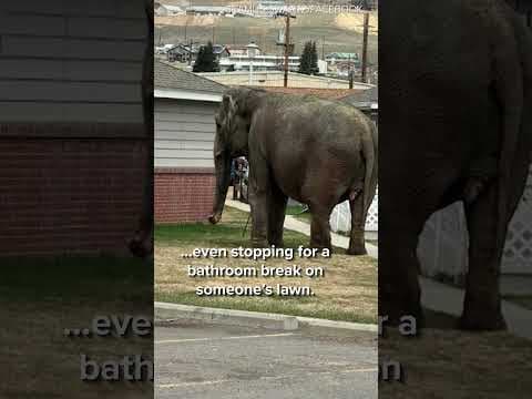 Butte, Montana elephant on the loose