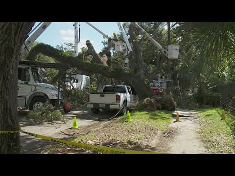 Three live oak tree issues reported in 24 hour period, Mayor Cantrell says