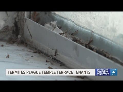 'Nobody should have to live like this': Termites plague tenants at Temple Terrace apartment complex