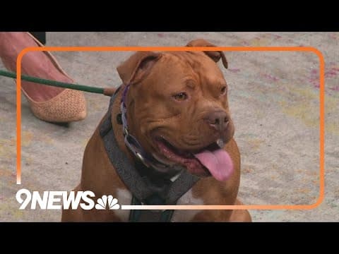 Sweet dog needs a forever home