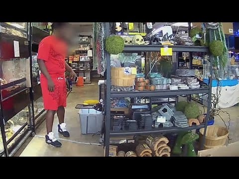 Caught on camera: Tiny tortoise stolen from League City pet store