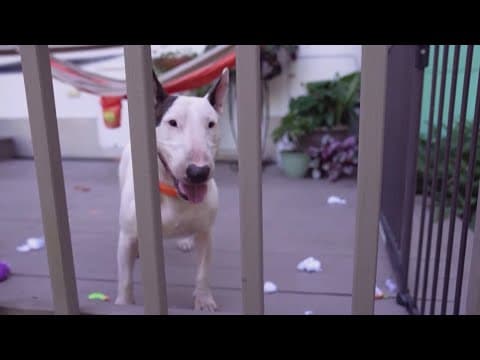 Trooper's Law, making dog during emergencies abandonment a felony, moves on to final reading