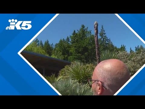 People on 'agave watch' at Point Defiance Zoo & Aquarium