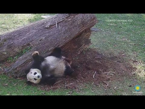Watch: Panda pair debuts at National Zoo 🐼