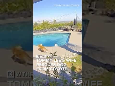 Rocker Tommy Lee’s wife rescues dog snatched by coyote | Via: CNN