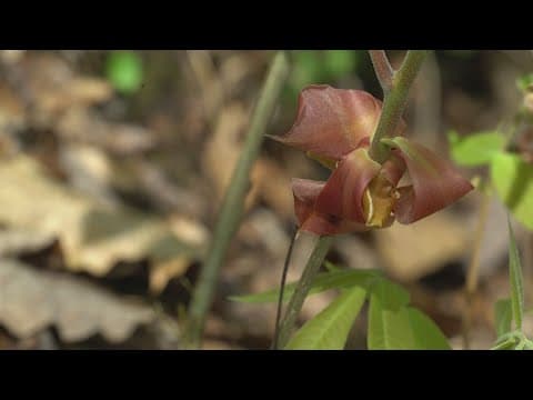 GSMNP limits group sizes at Whiteoak Sink to protect rare wildflowers