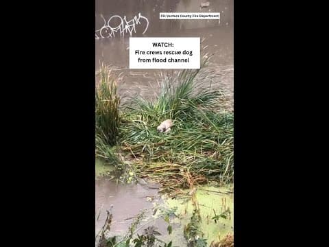 CAUGHT ON CAMERA: Dog rescued from flood channel in California