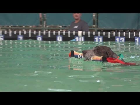 Dogs take center stage at Del Mar Fair with high-flying stunts and crowd-pleasing tricks