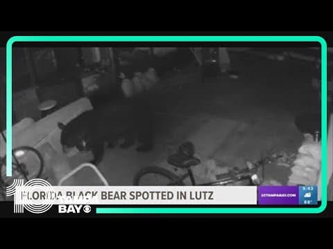 Florida black bear spotted in Lutz
