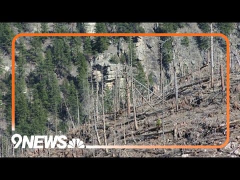 Fort Collins project to bring millions of new trees to lands devastated by wildfires