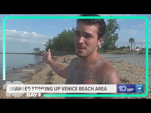Seaweed stinking up Venice Beach area after Hurricane Idalia