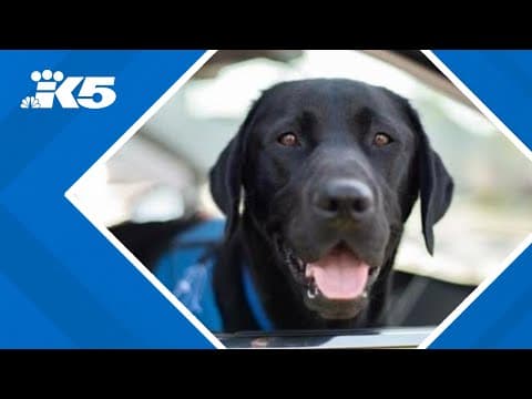 Canine Companions 'puppy raisers' in Puget Sound region needed to continue mission