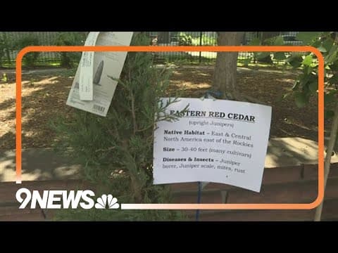 Tree tips: The what, where and when for planting trees in Colorado