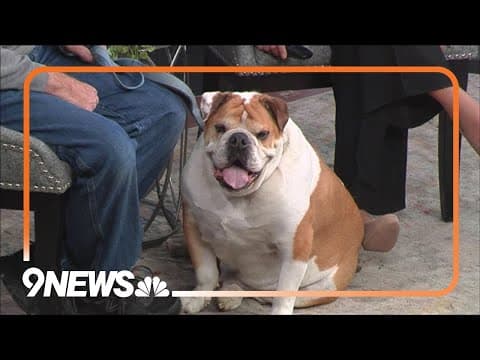 Jack is an adorable, chunky English bulldog that needs a new home