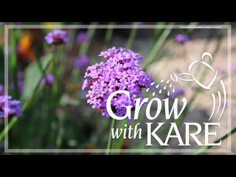 Grow with KARE: Top 10 annuals for Minnesota's zone 3