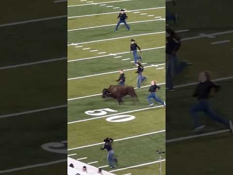 Ralphie VII makes 4th run of her career at halftime of Colorado-BYU football game