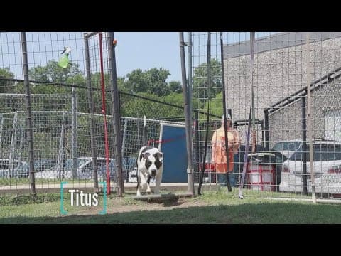 Tailwaggers: Meet Titus