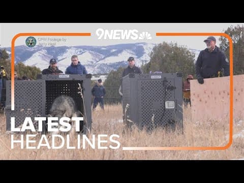 Latest headlines | Colorado wildlife officials are in Canada to bring more wolves to Western Slope