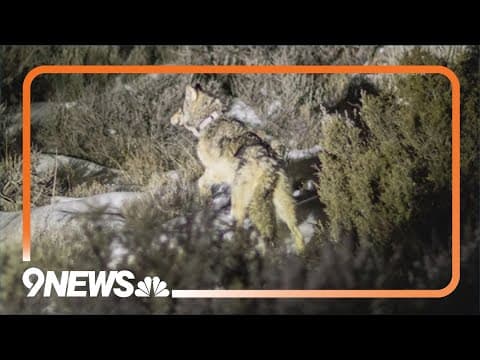 Investigation launched after wolf death in northwest Colorado