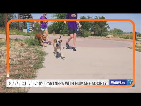 Colorado high school cross country team gives back by walking shelter dogs